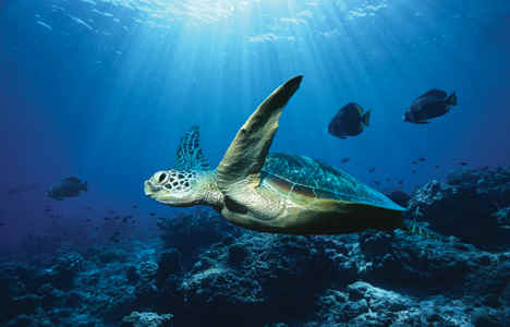ocean-turtle